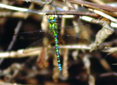 Aeshna cyanea