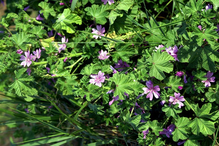 Malva sylvestris