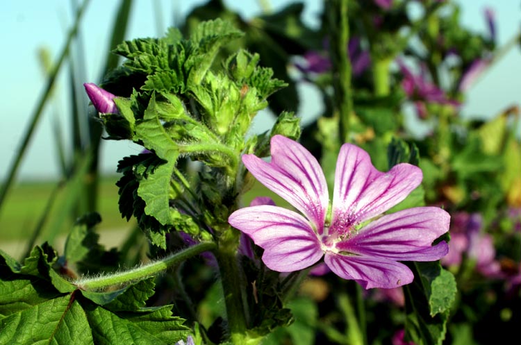 Malva sylvestris