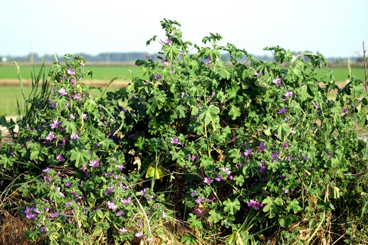 Malva sylvestris