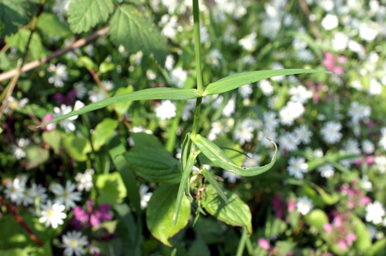 Rabelera holostea (=Stellaria holostea)