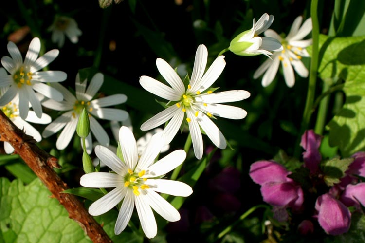 Rabelera holostea (=Stellaria holostea)