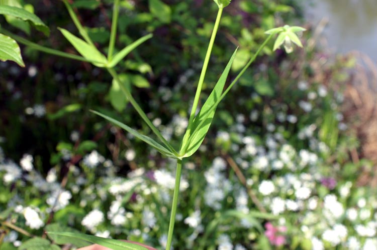 Rabelera holostea (=Stellaria holostea)