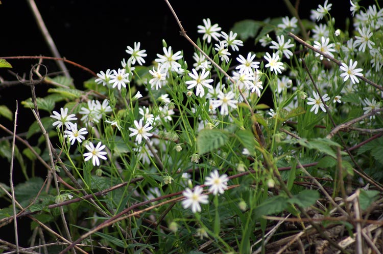 Rabelera holostea (=Stellaria holostea)