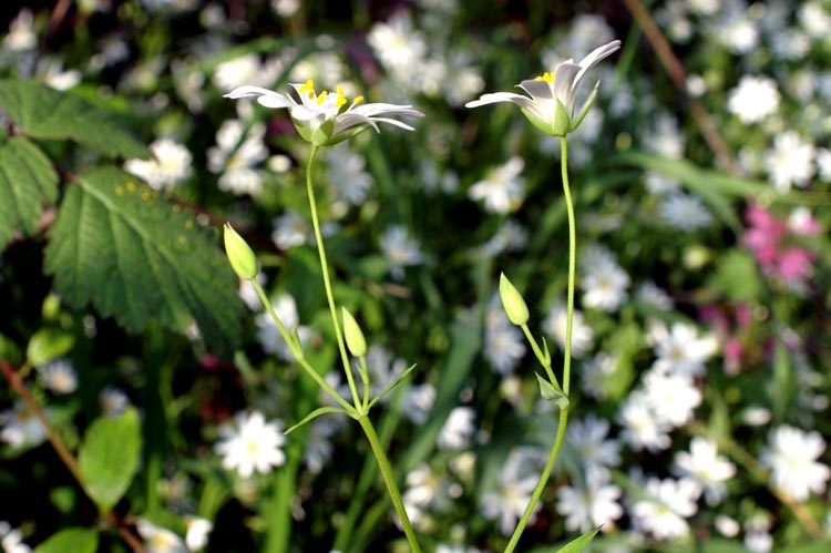 Rabelera holostea (=Stellaria holostea)