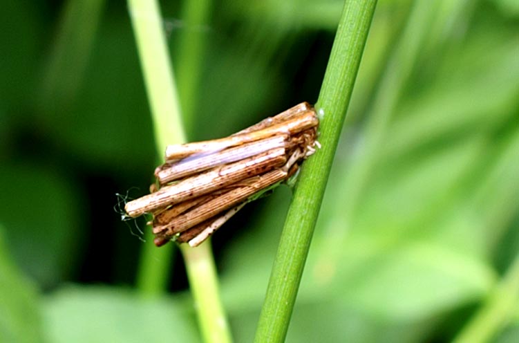 Fodero larvale di lepidottero Psychidae