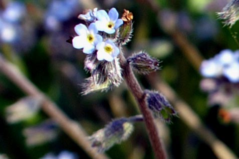 myosotis?