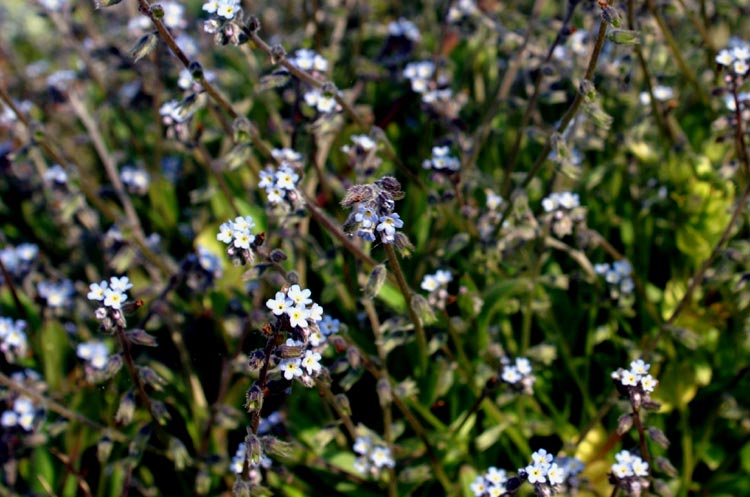 myosotis?