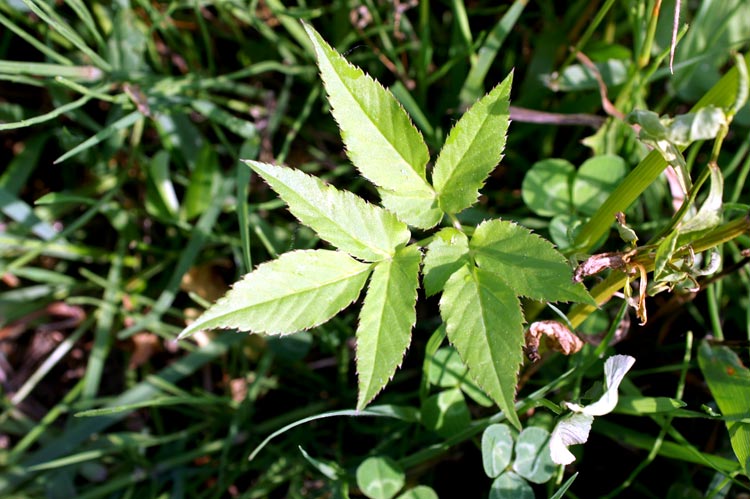 Aegopodium podagraria / Girardina silvestre