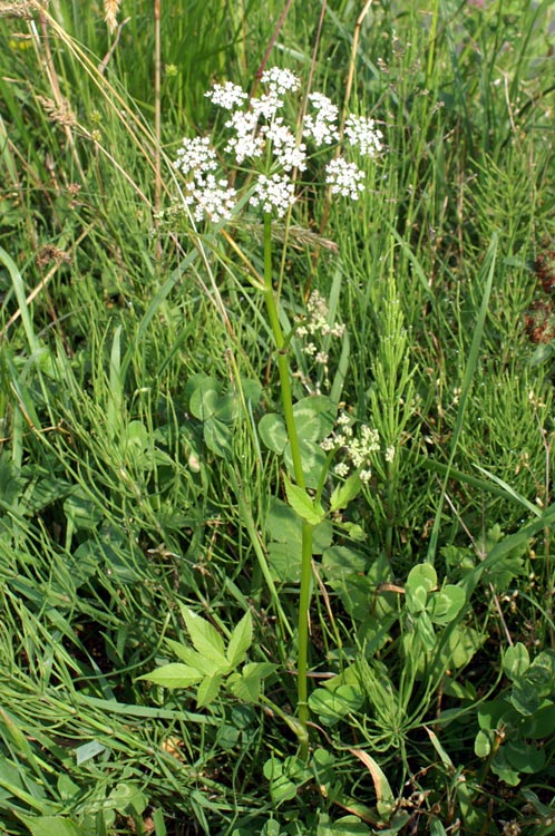 Aegopodium podagraria / Girardina silvestre