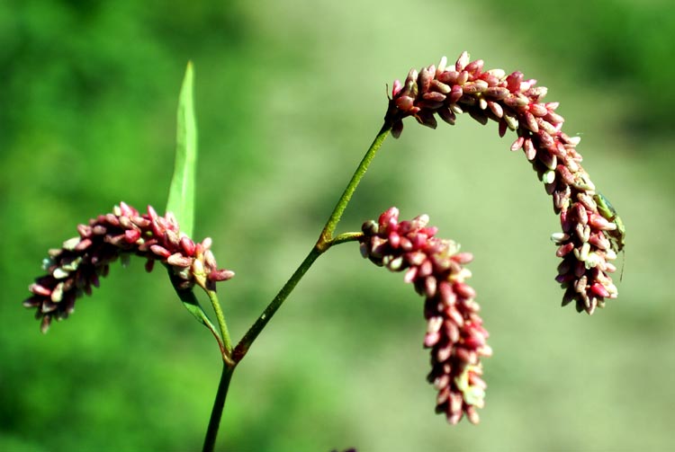 nei fossetti - Persicaria sp.