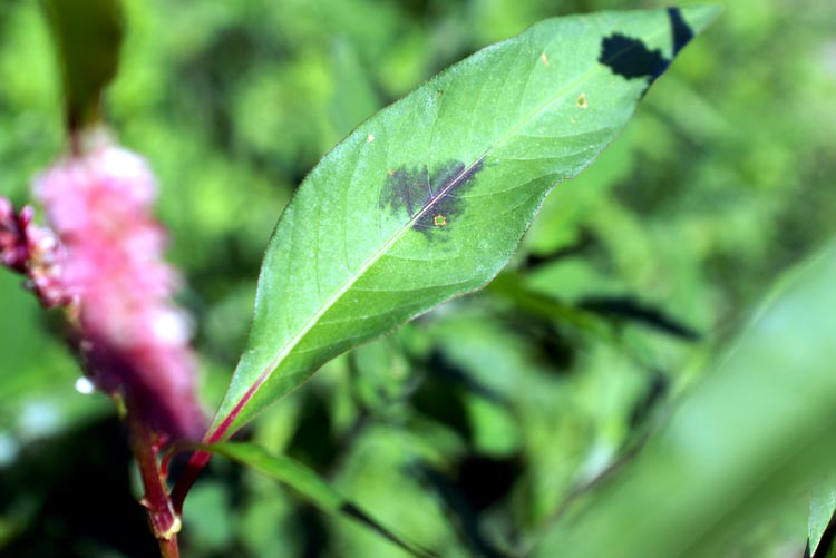 nei fossetti - Persicaria sp.