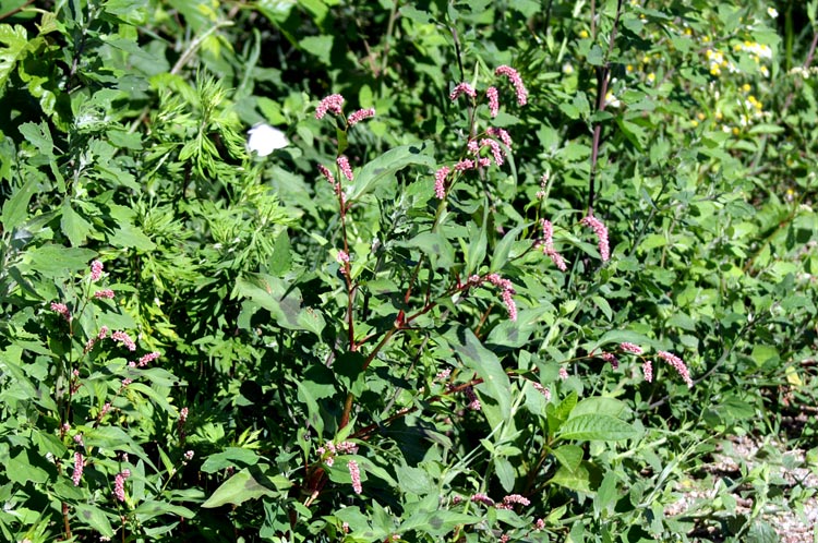 nei fossetti - Persicaria sp.