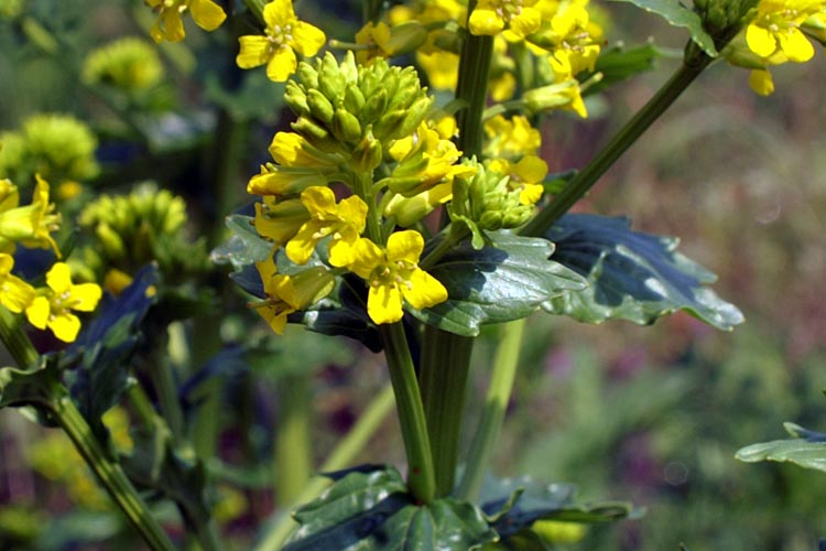 Barbarea vulgaris / Erba di Santa Barbara comune