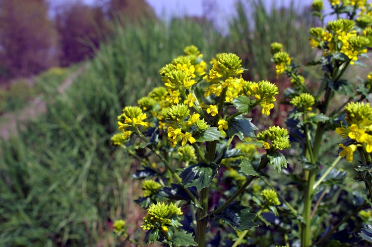 Barbarea vulgaris / Erba di Santa Barbara comune