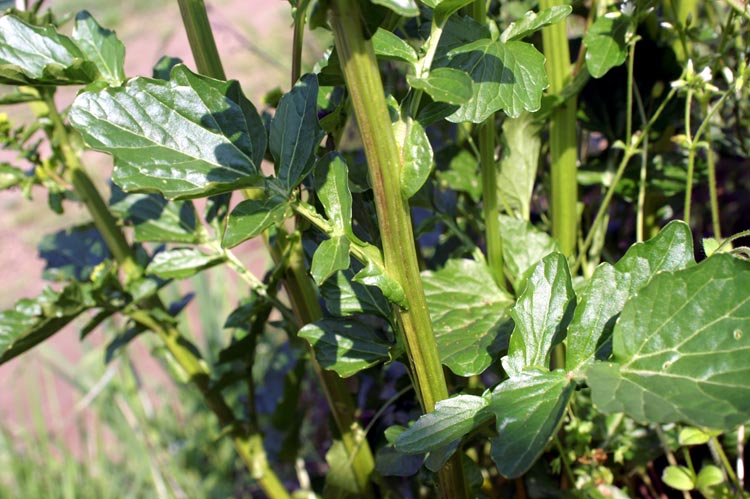 Barbarea vulgaris / Erba di Santa Barbara comune