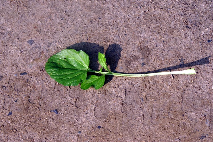 Barbarea vulgaris / Erba di Santa Barbara comune