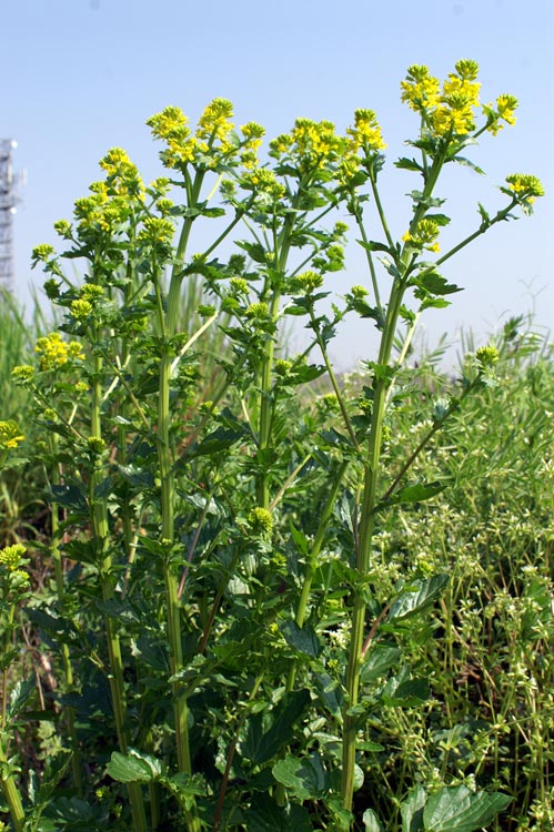 Barbarea vulgaris / Erba di Santa Barbara comune