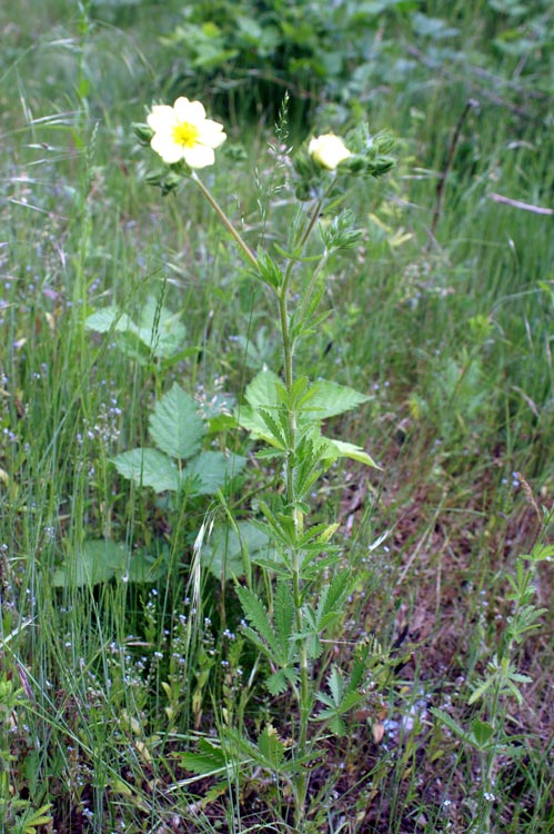 Ranuncolo? no Potentilla recta