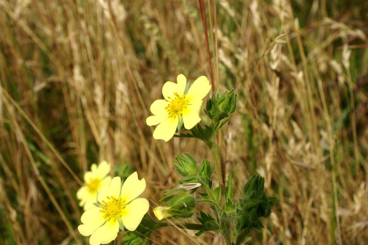 Ranuncolo? no Potentilla recta