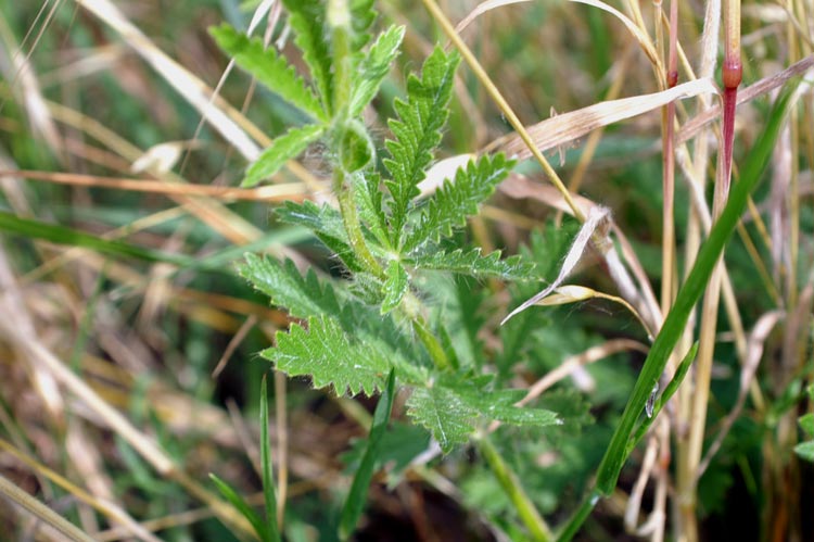 Ranuncolo? no Potentilla recta