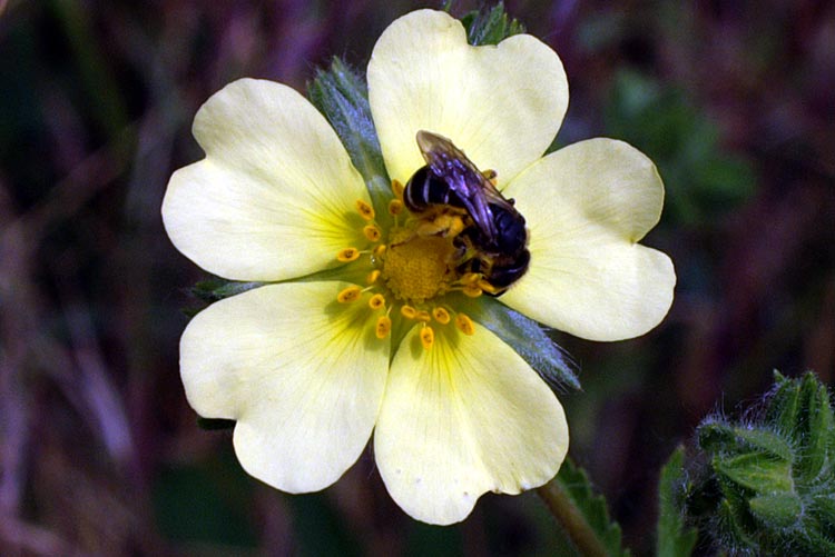 Ranuncolo? no Potentilla recta