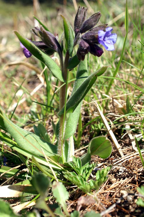 da determinare - Pulmonaria sp.