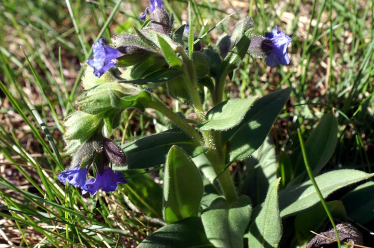 da determinare - Pulmonaria sp.