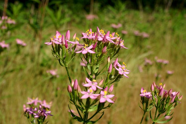 Centaurium erythraea / Centauro maggiore