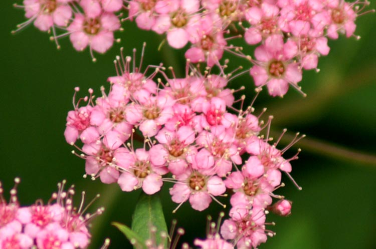 sulla sponda del Sesia - Spiraea japonica