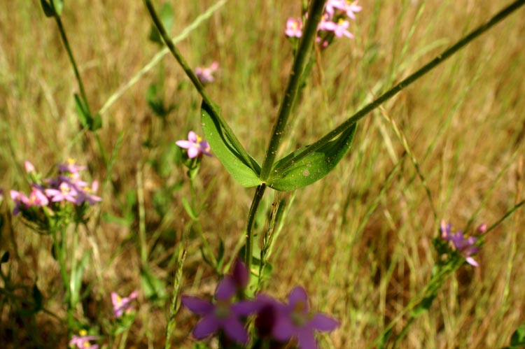 Centaurium erythraea / Centauro maggiore