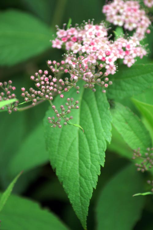 sulla sponda del Sesia - Spiraea japonica