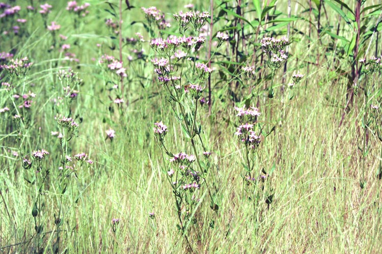 Centaurium erythraea / Centauro maggiore