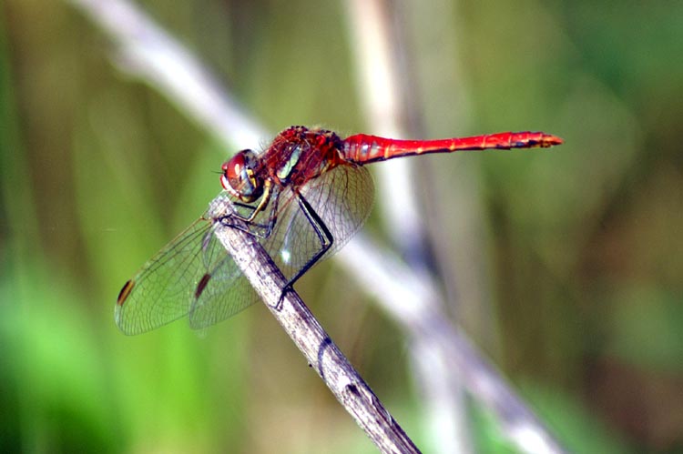 Sympetrum fonscolombii (Odonata, Libellulidae)