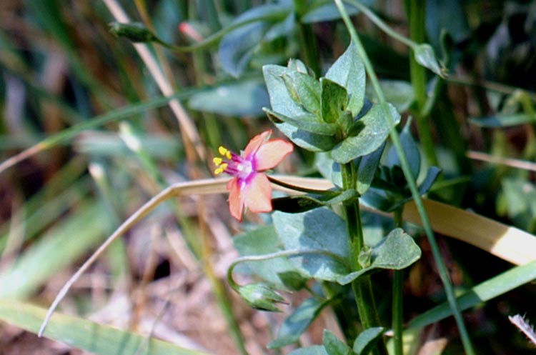 Anagallis a confronto