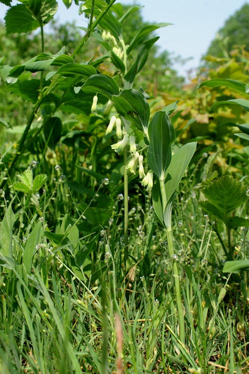 Polygonatum odoratum / Sigillo di Salomone comune