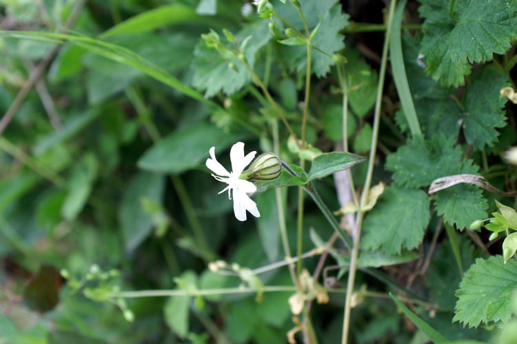 Silene alba