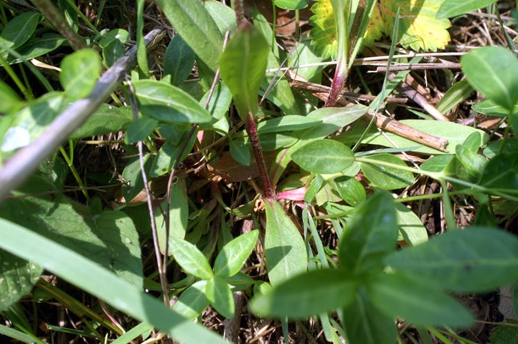 Lychnis flos-cuculi / Crotonella Fior di cuculo