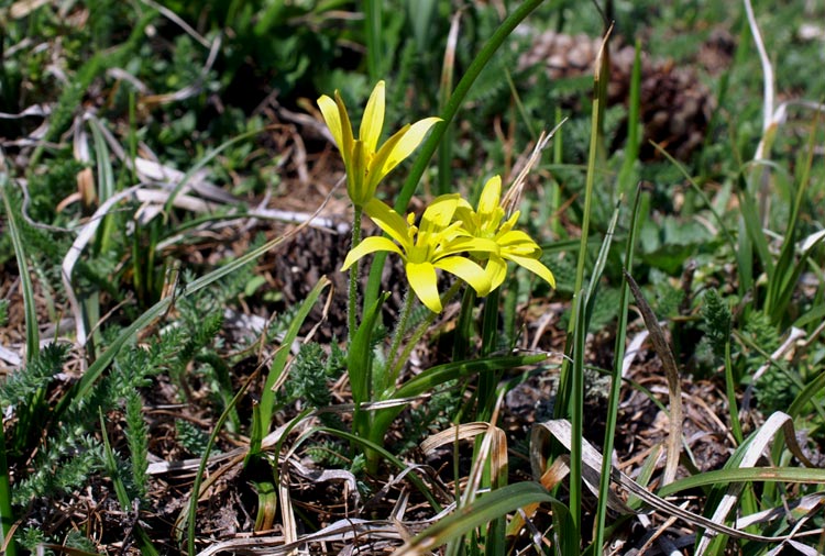 Gagea fragifera (=G. fistulosa) / Cipollaccio selvatico