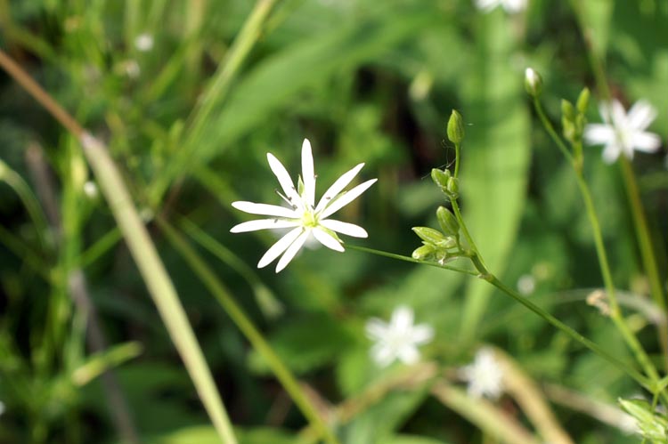 Stellaria graminea / Stellaria graminea