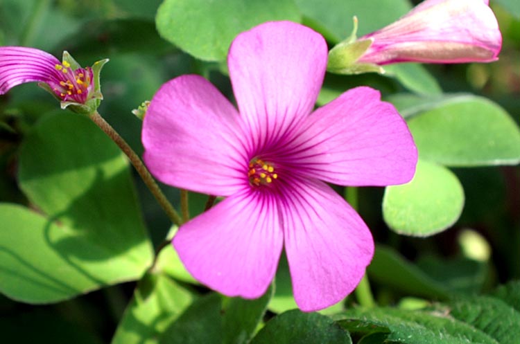 Oxalis articulata