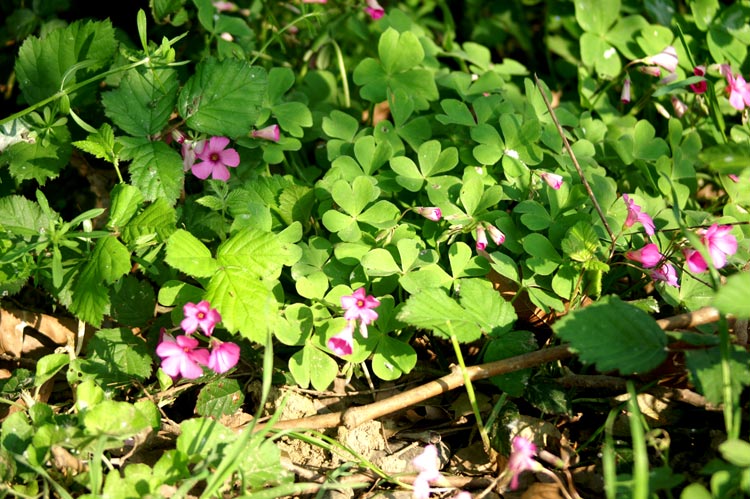 Oxalis articulata