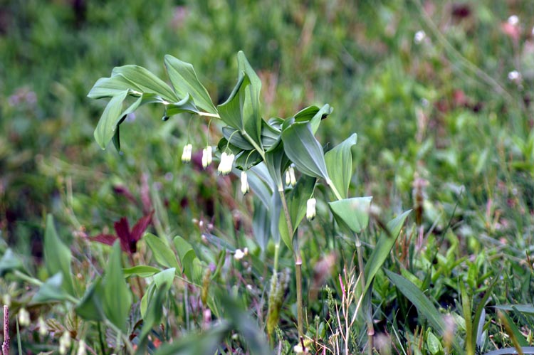 Polygonatum multiflorum