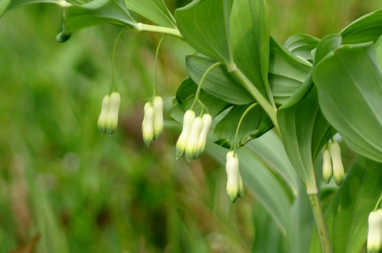 Polygonatum multiflorum