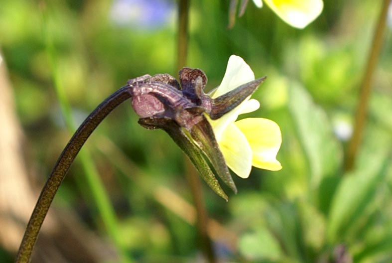 Viola arvensis / Viola dei campi