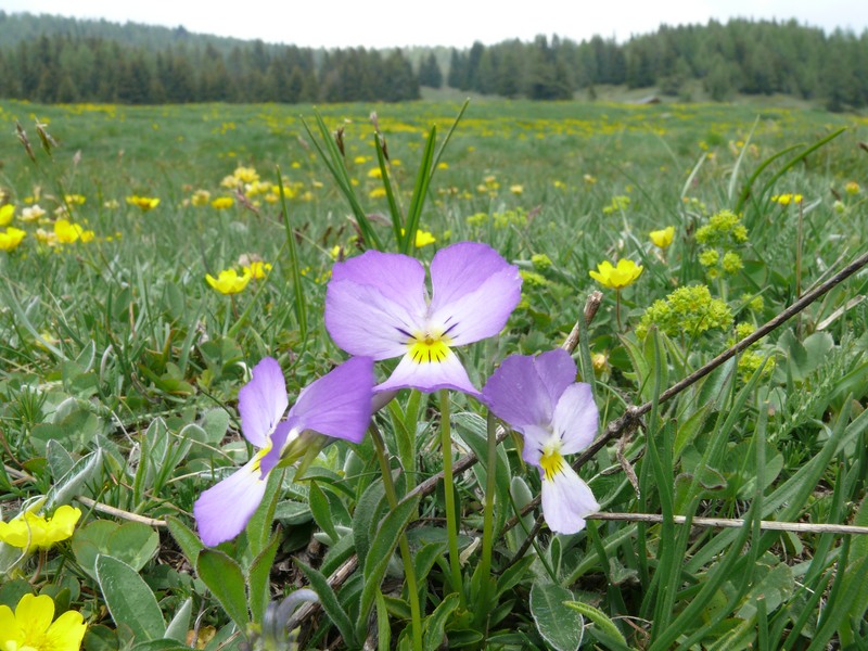 Paesaggi in valle d''aosta