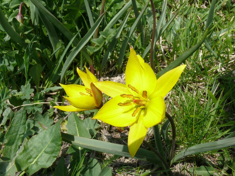 Paesaggi in valle d''aosta