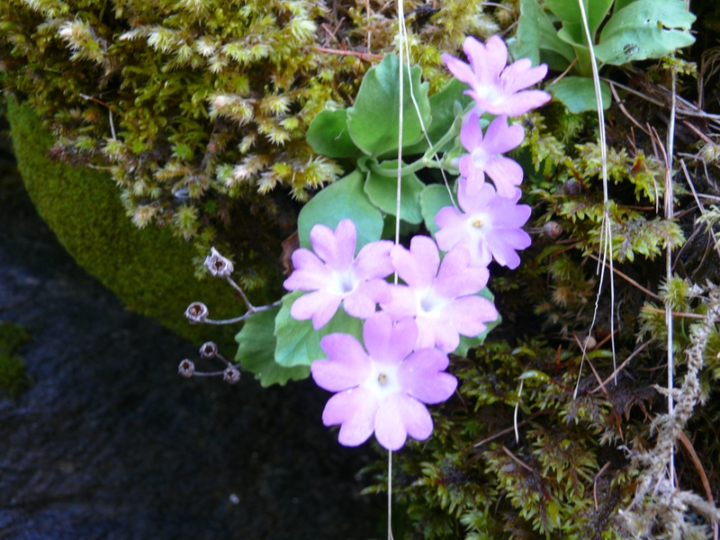 Paesaggi in valle d''aosta