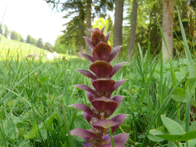 Paesaggi in valle d''aosta