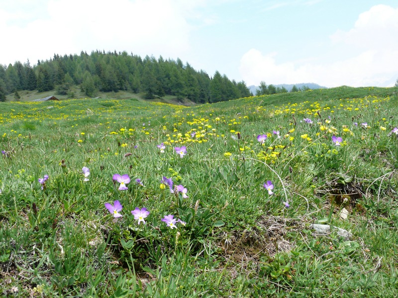 Paesaggi in valle d''aosta